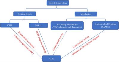 An Overview of the Mechanisms Against “Candidatus Liberibacter asiaticus”: Virulence Targets, Citrus Defenses, and Microbiome